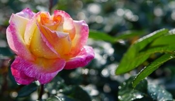 Die Rose "Oriental Peace". ose