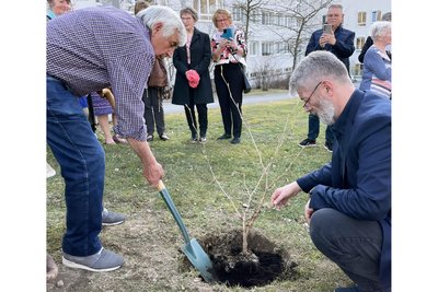 KKH-Geschäftsführer Matthias Stolze (r.) und der „Grüne Herr“ Bruno Martin beim Pflanzen der Zaubernuss im Garten des Kreiskrankenhauses Freiberg.