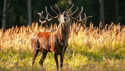 Kühnhaide ist für seine Hirsche bekannt. Doch in Zukunft könnte auch dort womöglich nicht mehr der Brunft gelauscht werden. 