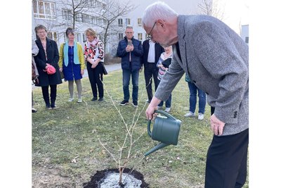 Bernd Riemer gibt das erste Wasser auf die Zaubernuss im Kreiskrankenhaus Freiberg.