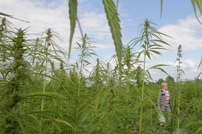 Hanf ist auf vogtländischen Feldern kein ausgesprochener Exot: Seit mehr als einem Jahrzehnt wird es in der Region immer wieder mal angebaut. Bisher handelt es sich meist um Industriehanf mit geringem THC-Gehalt. Aus Samen der Pflanze wird Speiseöl gepresst, Fasern finden Einsatz im Automobil- und Hausbau. Eine größere Rolle wird Hanf auf den Feldern künftig wohl trotzdem nicht spielen, meint Daniel Hirsch. 