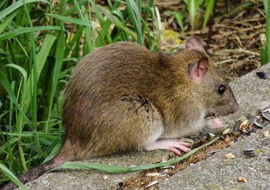 In der Innenstadt gibt es derzeit ein Problem mit Ratten. Hier ein Symbolfoto.