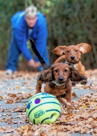 Tierheimchefin Antje Kausch muss Abschied nehmen: Die Dackel Willi und Maja konnten erfolgreich vermittelt werden. 