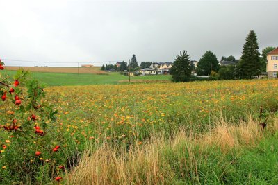 Eine der Blühflächen ziert den Ortseingang von Zobes. Hier sollen noch bis 2026 Insekten Nahrung finden.