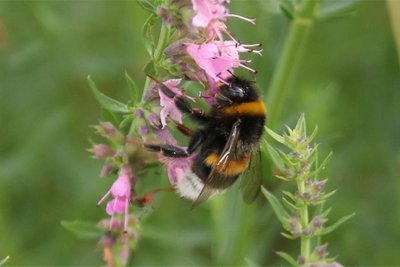 Blühende Pflanzen locken viele Insekten an.