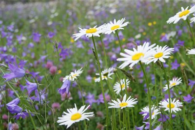 Blühende Wiesen bieten vielen Insekten Nahrung.