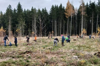 Am Samstag pflanzten 60 Helfer etwa 2000 neue Bäume für den Stadtwald in Freiberg.