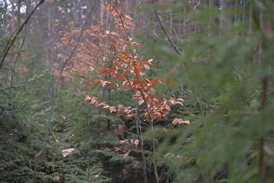 Große und kleine, viele verschiedene Bäume: Hier entsteht ein Plenterwald.