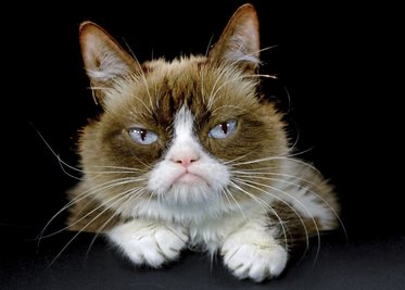 Tardar Sauce genannt «Grumpy Cat», die inzwischen verstorbene US-Katze, die durch ihr stets mürrisches Gesicht 2012 zur Internet-Sensation wurde.
