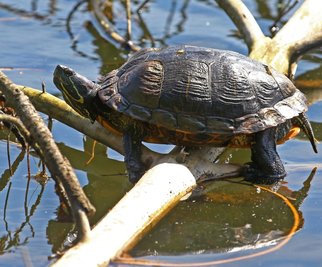 Rotwangen-Schmuckschildkröten wie diese fressen die Gelege der Wasservögel. 