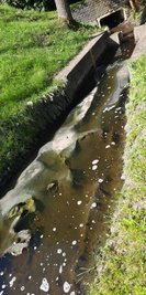 Ein Abwasserpilz in XXL-Größe am Bach-Zulauf. 