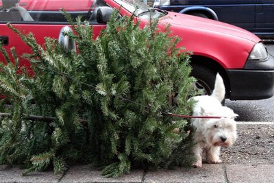Jedes Jahr werden in Deutschland rund 25 Millionen Tannenbäume verkauft und nach dem Weihnachtsfest entsorgt.