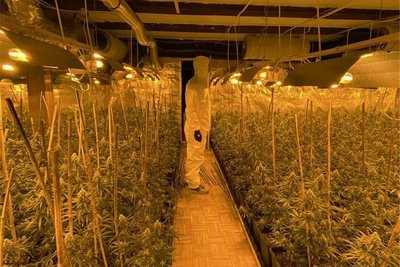 Im Zuge der Ermittlungen ausgehobene Cannabis-Plantage. 