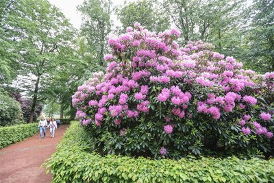 Die Rhododendronblüte erreicht jetzt ihren Höhepunkt und wird noch bis Ende Mai zu bewundern sein.
