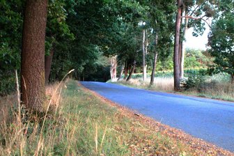 400.000 Euro für neuen Asphalt auf wenig genutzter Straße im Vogtland? Bürgervertreter sind skeptisch - Ob und wann die Schönauer Straße in Zobes saniert wird, steht derzeit in den Sternen.