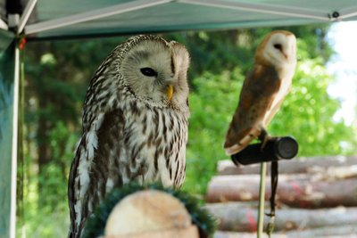 Beim Waldtag waren noch andere Bewohner der Falknerei zu Gast in Borstendorf.