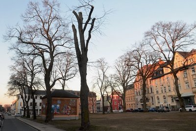 Besonders eine der Linden (vorn) wurde radikal gekürzt - doch dafür gab es gute Gründe, erklärt die Stadtverwaltung auf Nachfrage. 