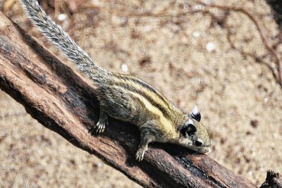 Himalaya-Streifenhörnchen gibt es nur in zwei weiteren deutschen Zoos.