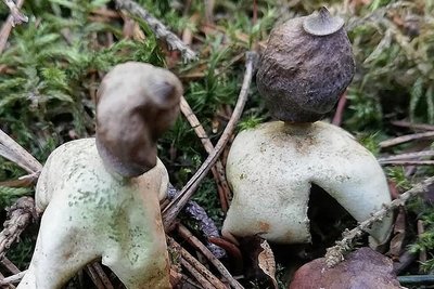 Der Kleine Nesterdstern ist vorwiegend im Frühling zu finden und relativ selten. Alle hier abgebildeten Pilze wurden am Sonntag gefunden.
