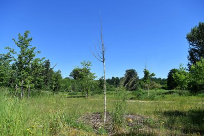 Einige Bäume sind abgestorben – das kann an trockenen Sommern genauso liegen wie an Mäusen, die an den Wurzeln knappern.