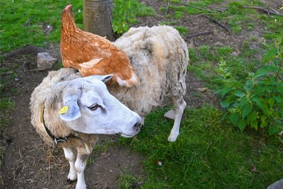 Die Tiere fühlen sich sichtlich wohl.
