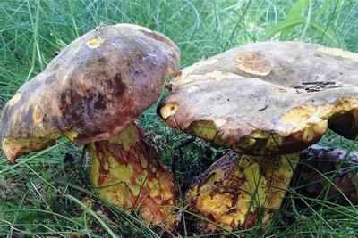 Flockenstieliger Hexenröhrling: Guter Speisepilz, Schusterpilz genannt.