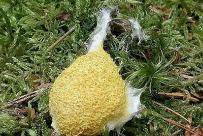 Die Gelbe Lohblüte, ein Schleimpilz, kann sich sogar fortbewegen.