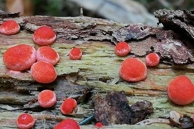 Blutmilchpilz: Ein Schleimpilz, der im Frühling an Totholz wächst.