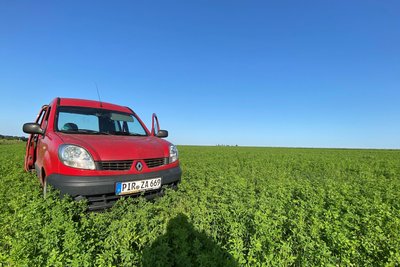 Wie in einem grünen Meer versinkt der Renault im Lupinenfeld.