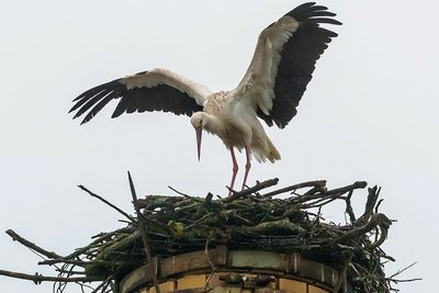 Mehr als 20 Meter hoch ist der Schornstein, auf dem derzeit ein Weißstorchpärchen Brutvorbereitungen trifft. Zum Fototermin ließ sich allerdings nur eines der Tiere blicken. 