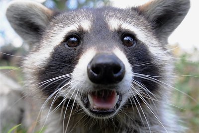 Waschbären sehen zwar niedlich aus, trotzdem stellen die Einwanderer aus Nordamerika für die heimische Natur eine Gefahr dar. 