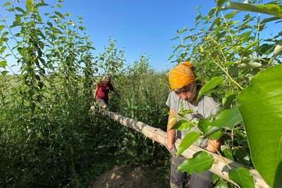 Im dichten Distel-Dickicht: Vereinschefin Milana Müller und die freiwilliger Helferin und Aktivistin Leah Stepler wuchten den Pfahl an seine neue Stelle.