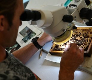 Bei einer Auszählaktion am Wochenende an der Hochschule Mittweida suchten Studenten und Imker nach Bienenwaben, die von der Varroamilbe befallen waren. Ziel ist die Zucht resistenter Honigbienen.