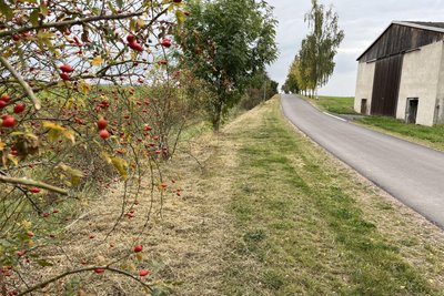Der Hohlweg lässt sich links noch erkennen. Schon zu DDR-Zeiten war der Weg verlegt worden - ohne Grundstücksgrenzen zu beachten.