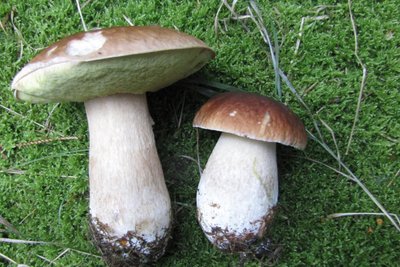 Frank Demmler hat im Westerzgebirge viele Steinpilze im Korb. Weniger sind es bei Jörg Hunger in Borstendorf.