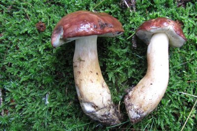 Maronen-Röhrling aus dem Korb von Jörg Hunger in Borstendorf.