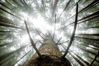 Plötzlich wertvoll: Für Waldbesitzer lohnt es sich wieder, ihre Fichten zu Holz zu machen.