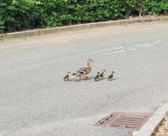 Die Entenfamilie - nach der Rettung aus dem Gullydeckel glücklich wieder vereint und auf der Flucht vor dem Ort des Geschehens. 