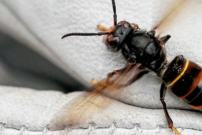 Die Asiatische Hornisse macht Imkern in Baden-Württemberg Kummer. Die eingeschleppte Insektenart jagt gerne und belagert Bienenstöcke. Für den Menschen ist sie nicht gefährlicher als ihre europäische Verwandtschaft. 