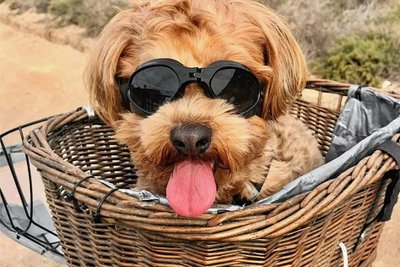 Hündchen Oskar fährt bei den Moped-Touren übers Land im Körbchen mit - stilecht mit Sonnenbrille. 