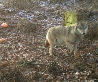 Wolf Pumpack aus dem Ruszow-Rudel tappte in Ostsachsen mehrfach in Fotofallen.