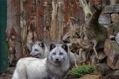Seit Donnerstag leben im Tierpark in Limbach-Oberfrohna Polarfüchse.