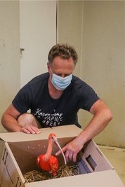 Tierpfleger Mike Richter hat die Roten Sichler gestern nach Limbach-Oberfrohna geholt. Gereist sind sie in mit Stroh gepolsterten Kartons. 