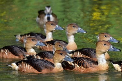Gelbe Pfeifgänse gibt es auch wieder im Tierpark. 