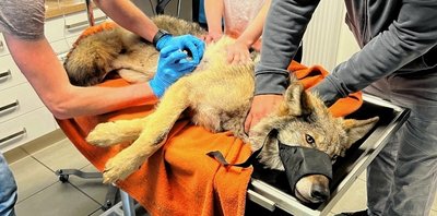 Nach dem Unfall wurde der verletzte Wolf von Mitgliedern einer Tierrettungsstation in eine Veterinärklinik gebracht. 