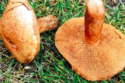 Ist im Erzgebirge entdeckt worden: der sogenannte Rostrote Lärchen-Röhrling, auch Suillus tridentinus genannt.
