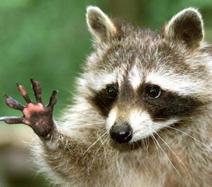 Putzig, aber lästig: der Waschbär.            