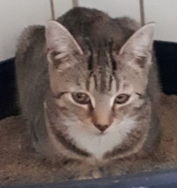 Der Besitzer des kleinen Katers wird gesucht.