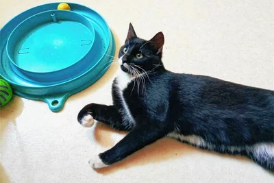 Der zweijährige Kater sucht ganz dringend ein neues Zuhause mit Freigang.