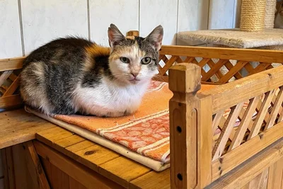 Nachdem der Besitzer verstorben war, mussten die Tierschützer fünf Katzen von einem Bauernhof retten. Hier eine davon. Alle sind noch in tierärztlicher Behandlung. Nach Abschluss suchen diese auch ein Zuhause, gern auch wieder als Hofkatzen.